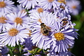 DSC05389 - Bernhard Saalfeld