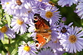 DSC05391 - Bernhard Saalfeld