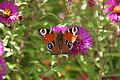 DSC05393 - Bernhard Saalfeld