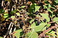 DSC05404 - Bernhard Saalfeld