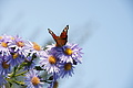 DSC05445 - Bernhard Saalfeld