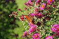 DSC05446 - Bernhard Saalfeld