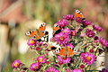 DSC05447 - Bernhard Saalfeld