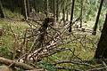 DSC05465 - Bernhard Saalfeld