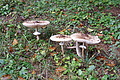 DSC06430 - Bernhard Saalfeld