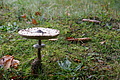 DSC06435 - Bernhard Saalfeld