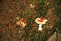 DSC06438 - Bernhard Saalfeld