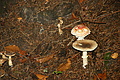 DSC06439 - Bernhard Saalfeld