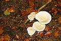 DSC06443 - Bernhard Saalfeld