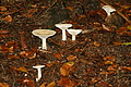 DSC06452 - Bernhard Saalfeld