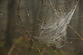 DSC06498 - Bernhard Saalfeld