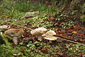 DSC06509 - Bernhard Saalfeld
