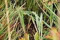 DSC06526 - Bernhard Saalfeld