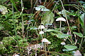 DSC06536 - Bernhard Saalfeld