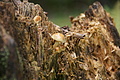 DSC06727 - Bernhard Saalfeld