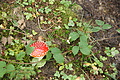 DSC06731 - Bernhard Saalfeld