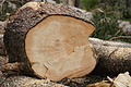 DSC06746 - Bernhard Saalfeld