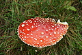 DSC06748 - Bernhard Saalfeld