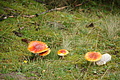 DSC06750 - Bernhard Saalfeld
