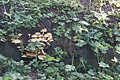 DSC06834 - Bernhard Saalfeld