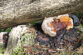 DSC06851 - Bernhard Saalfeld