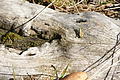DSC06857 - Bernhard Saalfeld