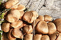 DSC06858 - Bernhard Saalfeld