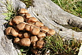 DSC06859 - Bernhard Saalfeld