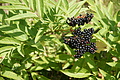 DSC06956 - Bernhard Saalfeld