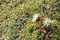 DSC07031 - Bernhard Saalfeld
