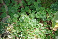 DSC07051 - Bernhard Saalfeld