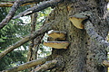 DSC07052 - Bernhard Saalfeld
