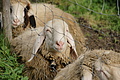 DSC07062 - Bernhard Saalfeld