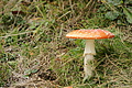 DSC07068 - Bernhard Saalfeld