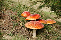 DSC07070 - Bernhard Saalfeld