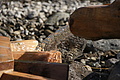 DSC07165 - Bernhard Saalfeld