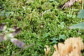 DSC07313 - Bernhard Saalfeld