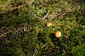 DSC07317 - Bernhard Saalfeld