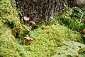 DSC07318 - Bernhard Saalfeld
