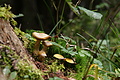 DSC07322 - Bernhard Saalfeld