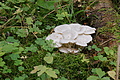 DSC07325 - Bernhard Saalfeld