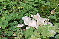 DSC07329 - Bernhard Saalfeld