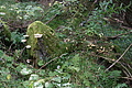 DSC07333 - Bernhard Saalfeld