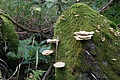 DSC07334 - Bernhard Saalfeld