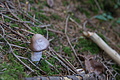 DSC07340 - Bernhard Saalfeld