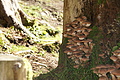 DSC07342 - Bernhard Saalfeld