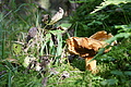 DSC07353 - Bernhard Saalfeld