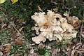 DSC07415 - Bernhard Saalfeld