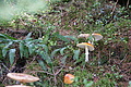 DSC07571 - Bernhard Saalfeld