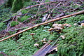 DSC07648 - Bernhard Saalfeld